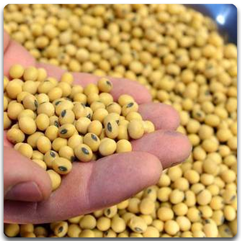 Soybean Non GMO Namkala World Trade